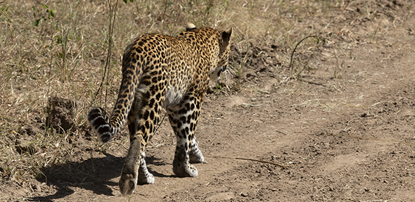 leopard